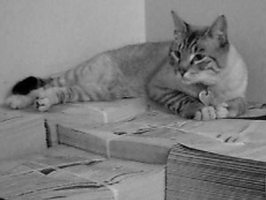 Sid supervising the newspaper distribution