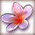 Frangipani