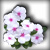 Impatiens
