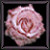 Pink Rose