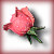 Rosebud